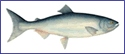Sockeye Salmon