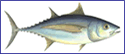 Tuna